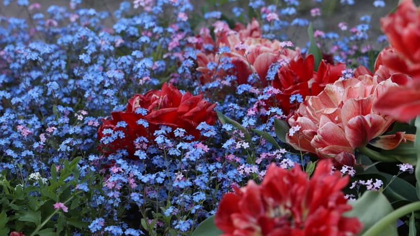Red double tulips with ruffled petals stand among small blue forget-me-not flowers in a dense spring garden bed.