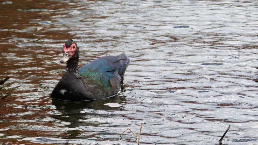 Muscovy duck with red facial caruncles and dark feathers swimming in murky brown water with visible surface ripples.