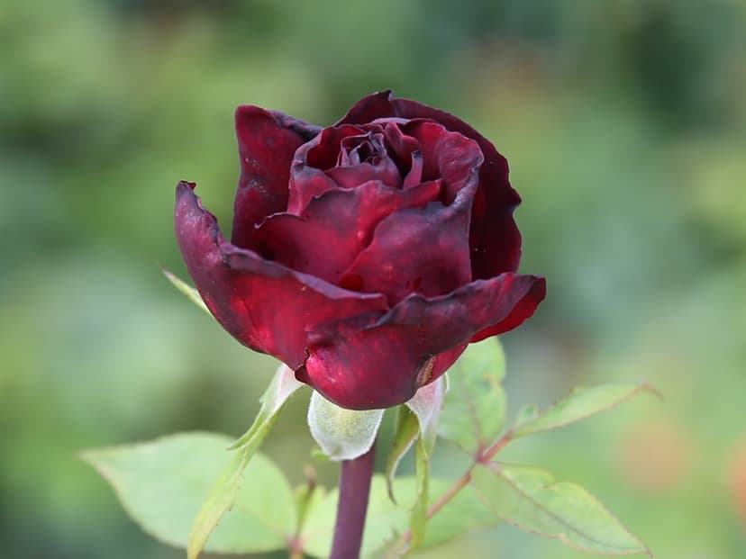 Dark red rose with velvety petals in a macro close-up against a soft blurred green garden background.