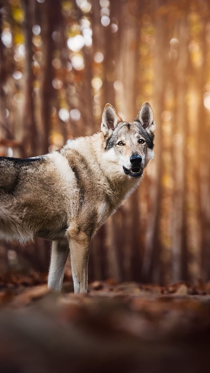 Wolfdog with grey and brown fur stands in a sun-drenched autumn forest with soft bokeh trees in the background.