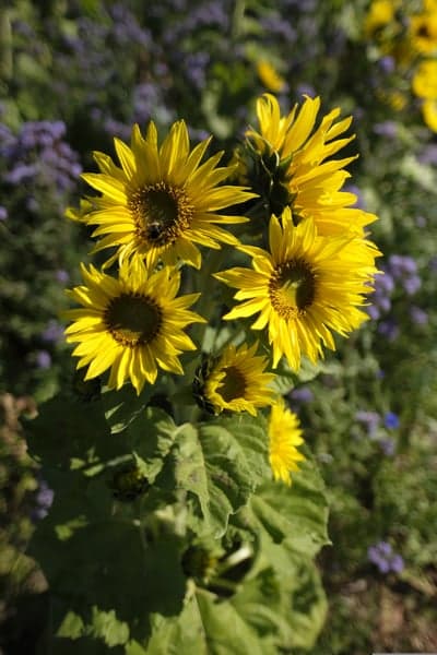 Vibrant Sunflower Bloom and Honeybee Phone Background