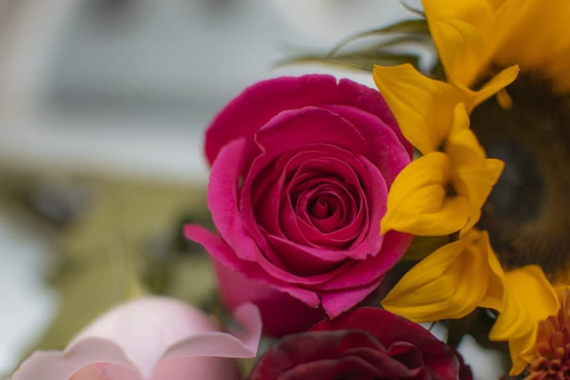 Magenta rose bloom centered among yellow sunflower petals with a soft-focus garden background in macro detail.