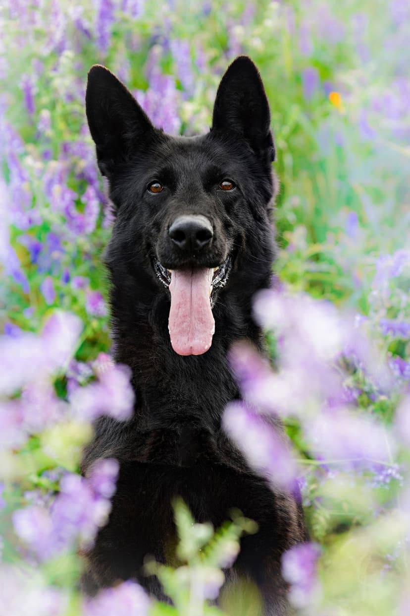Black German Shepherd sits with its tongue out in a field of blooming purple lavender flowers under soft light.