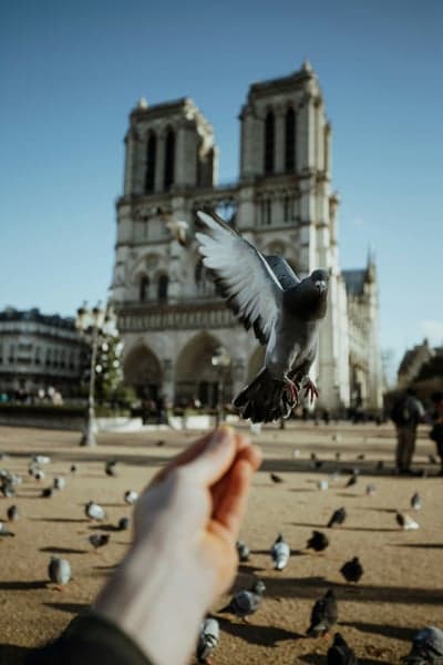 Flying Pigeon over Paris Notre Dame Mobile Wallpaper