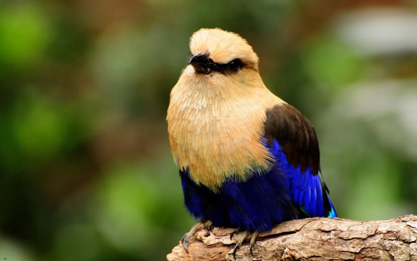 Blue-breasted bird with a tan crest perches on a textured wooden branch against a blurred green forest background.
