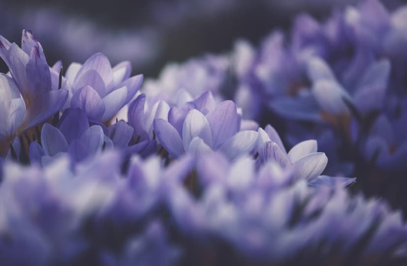 Purple crocus blossoms with golden stamens stand in soft focus against a blurred green and lavender backdrop.