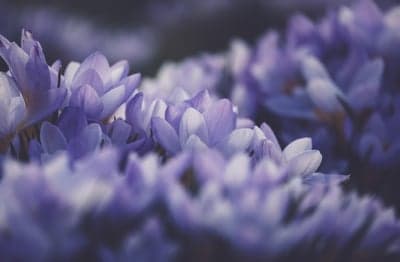 Soft Focus Purple Crocus Flowers in Bloom