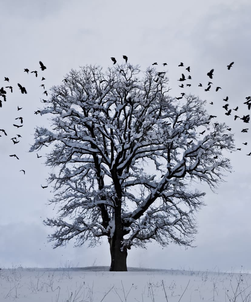 Black crows circle a solitary snow-laden tree standing in a deep white field beneath a muted grey winter sky.