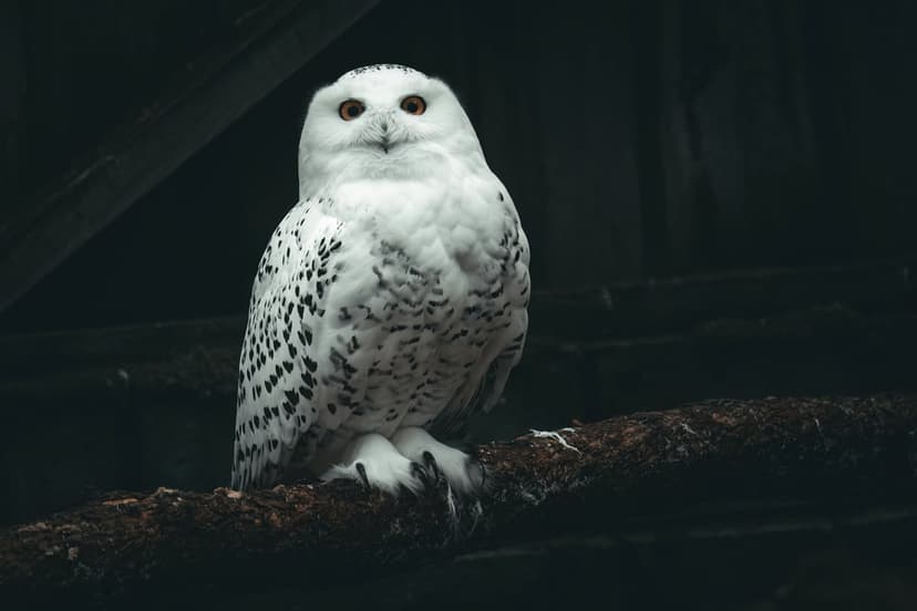 Snowy owl with yellow eyes and speckled feathers perched on a mossy tree branch in a dark forest setting.