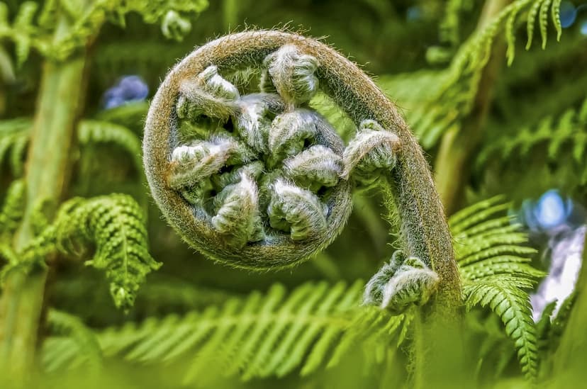 Green fern fiddlehead showing a fuzzy spiral shape against a blurred forest background in a vertical shot.