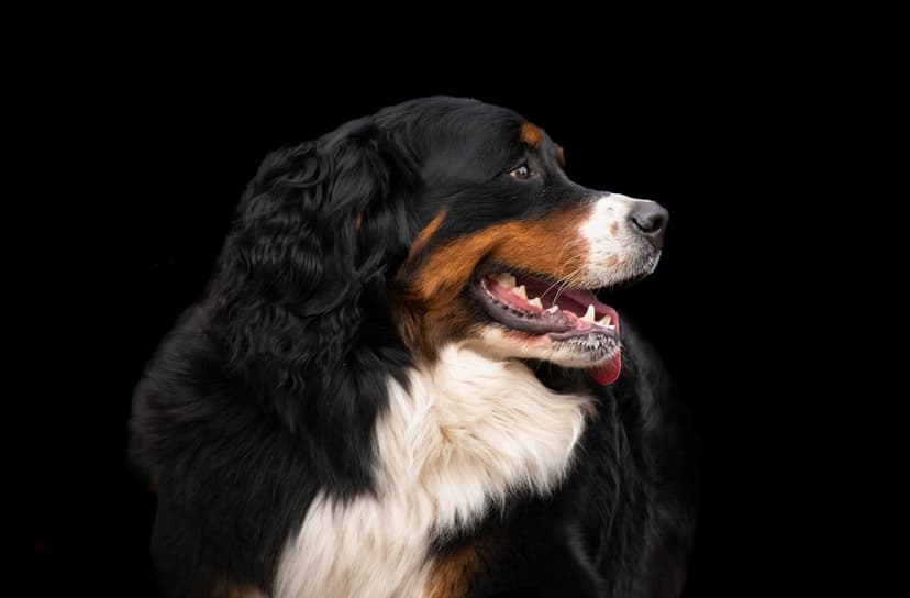 Bernese Mountain Dog in profile with tongue out against a black background, featuring thick tri-colored fur.