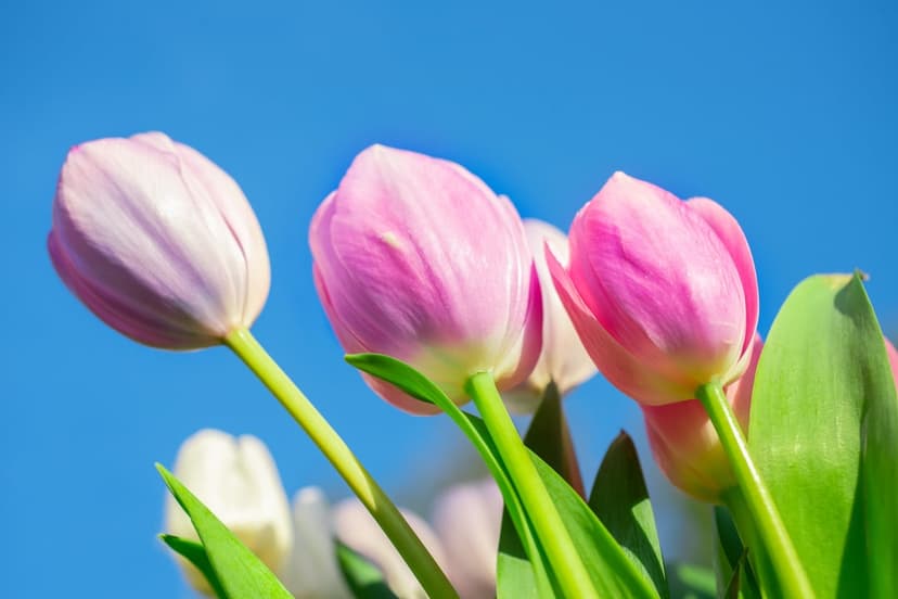 Pink and lavender tulips with green leaves reach toward a bright blue sky under soft natural sunlight.