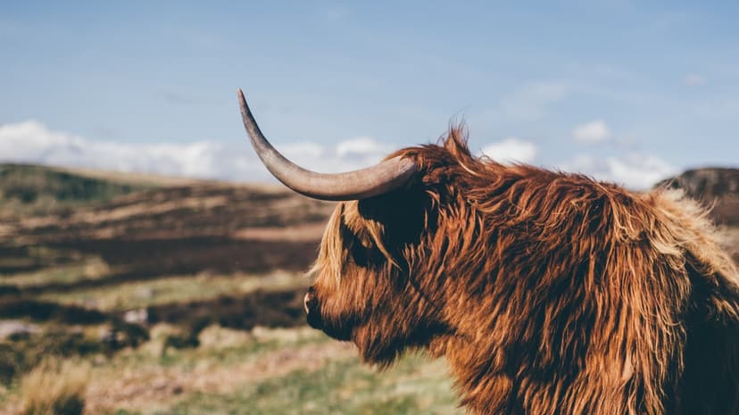 Highland cow with long brown fur and curved horns stands in a green pasture under a blue sky with soft clouds.