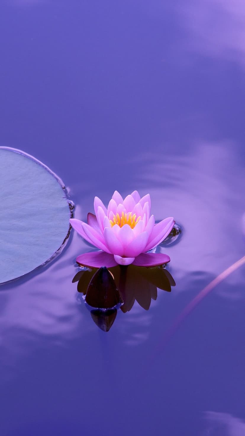 Pink water lily with a yellow center floating on violet pond water beside a green lily pad in soft light.