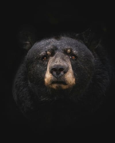 Wild Black Bear Close-Up Portrait for Mobile Wallpaper
