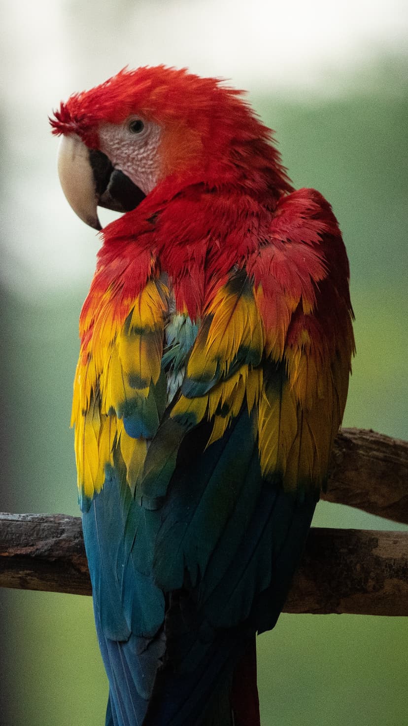 Scarlet Macaw parrot with red, yellow, and blue feathers perched on a branch looking away in a close-up portrait.