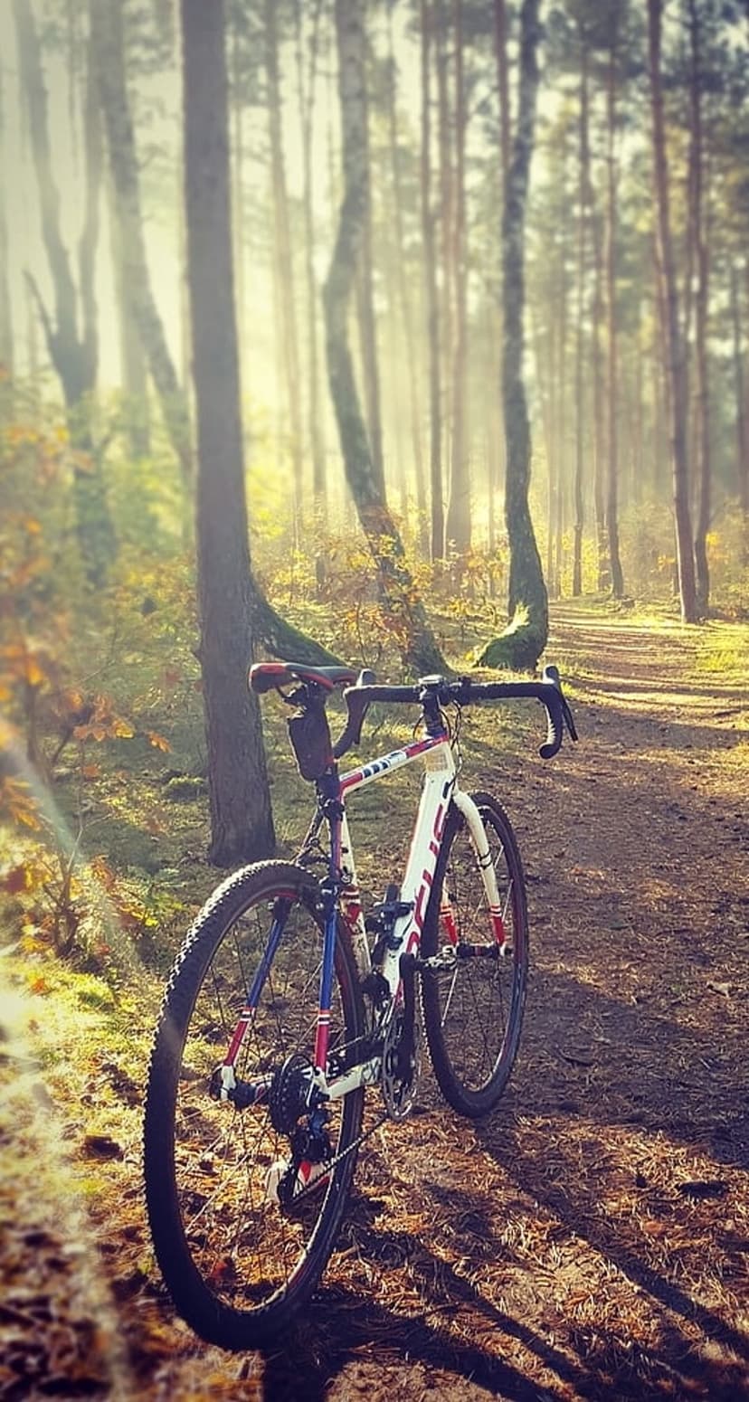 Cyclocross bike on a dirt forest trail surrounded by tall trees with golden autumn leaves in dappled sunlight.