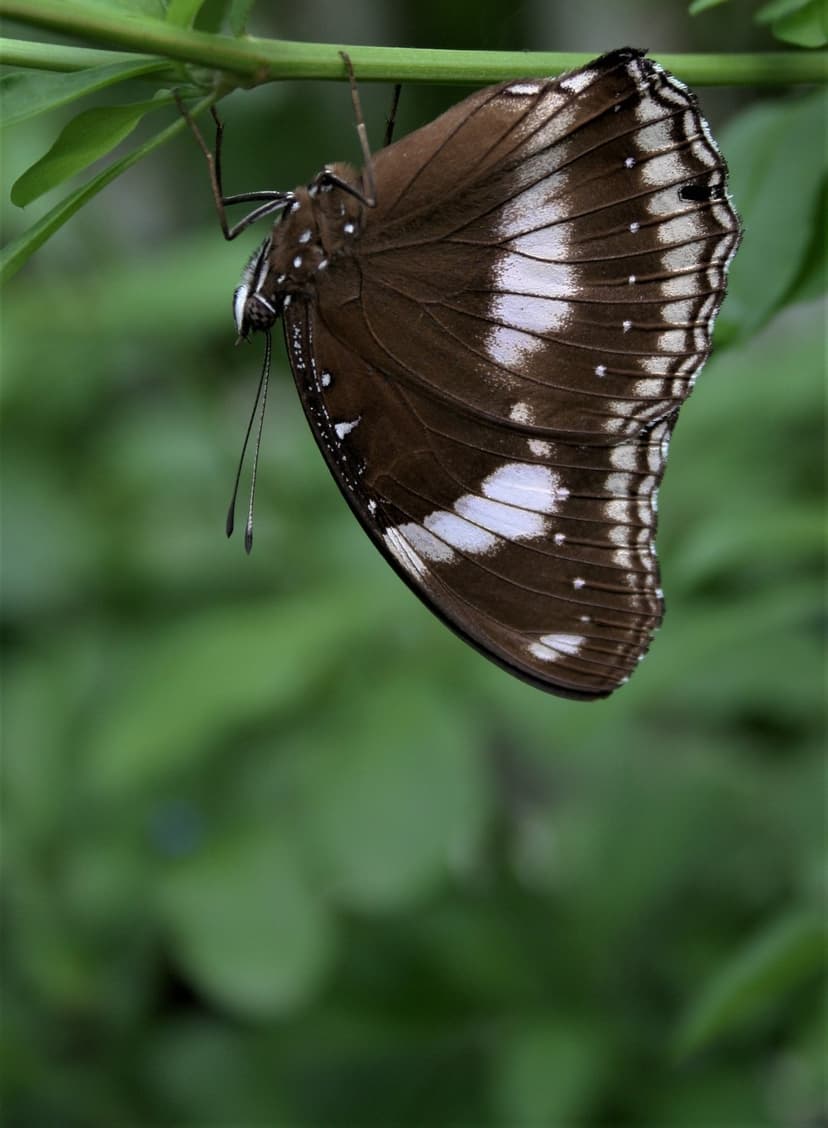 Brown butterfly with white spots clings to a green branch against a lush, blurred forest background.