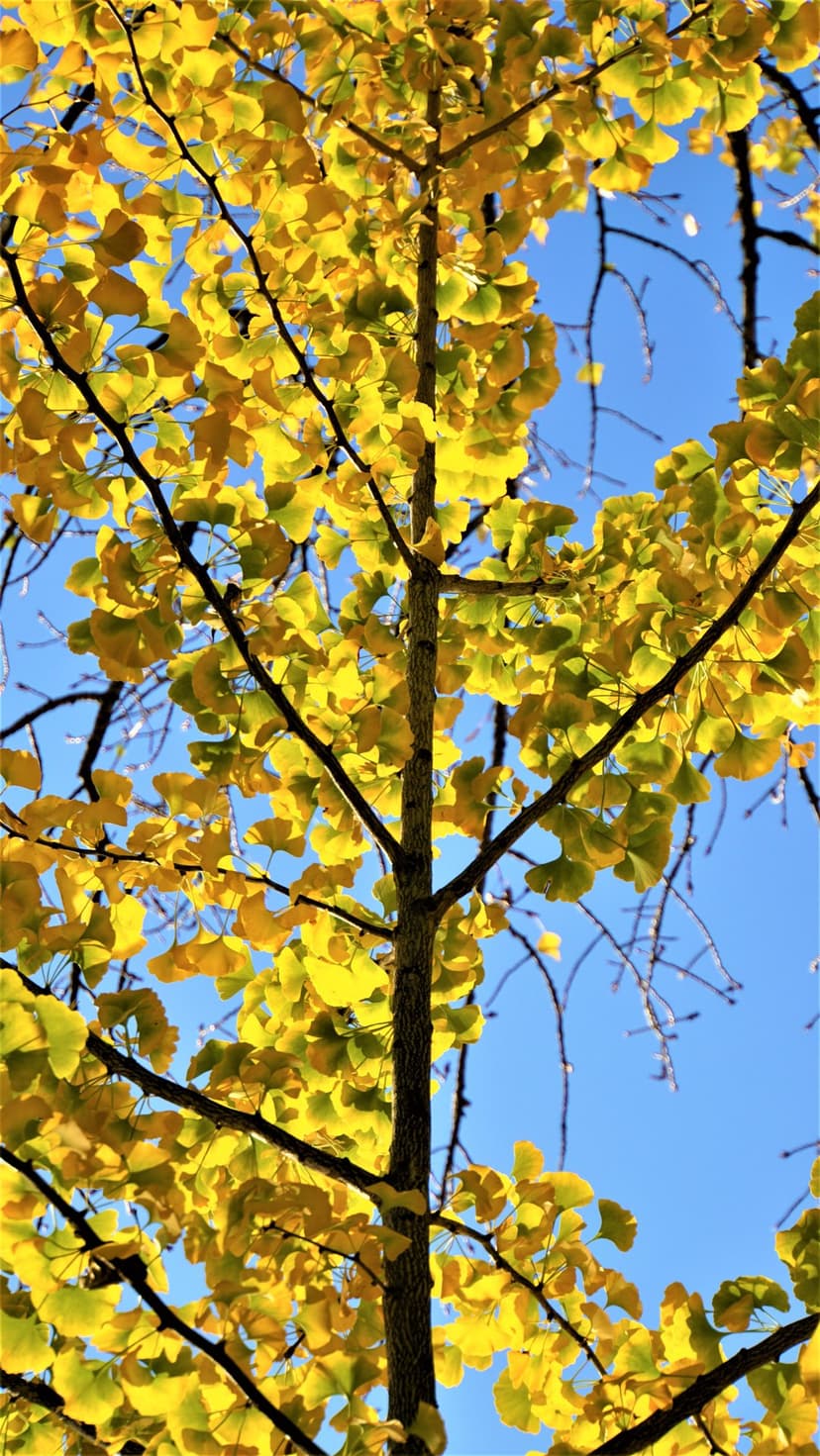 Ginkgo tree branches with fan-shaped yellow leaves spread across a bright blue sky during a sunny autumn morning.