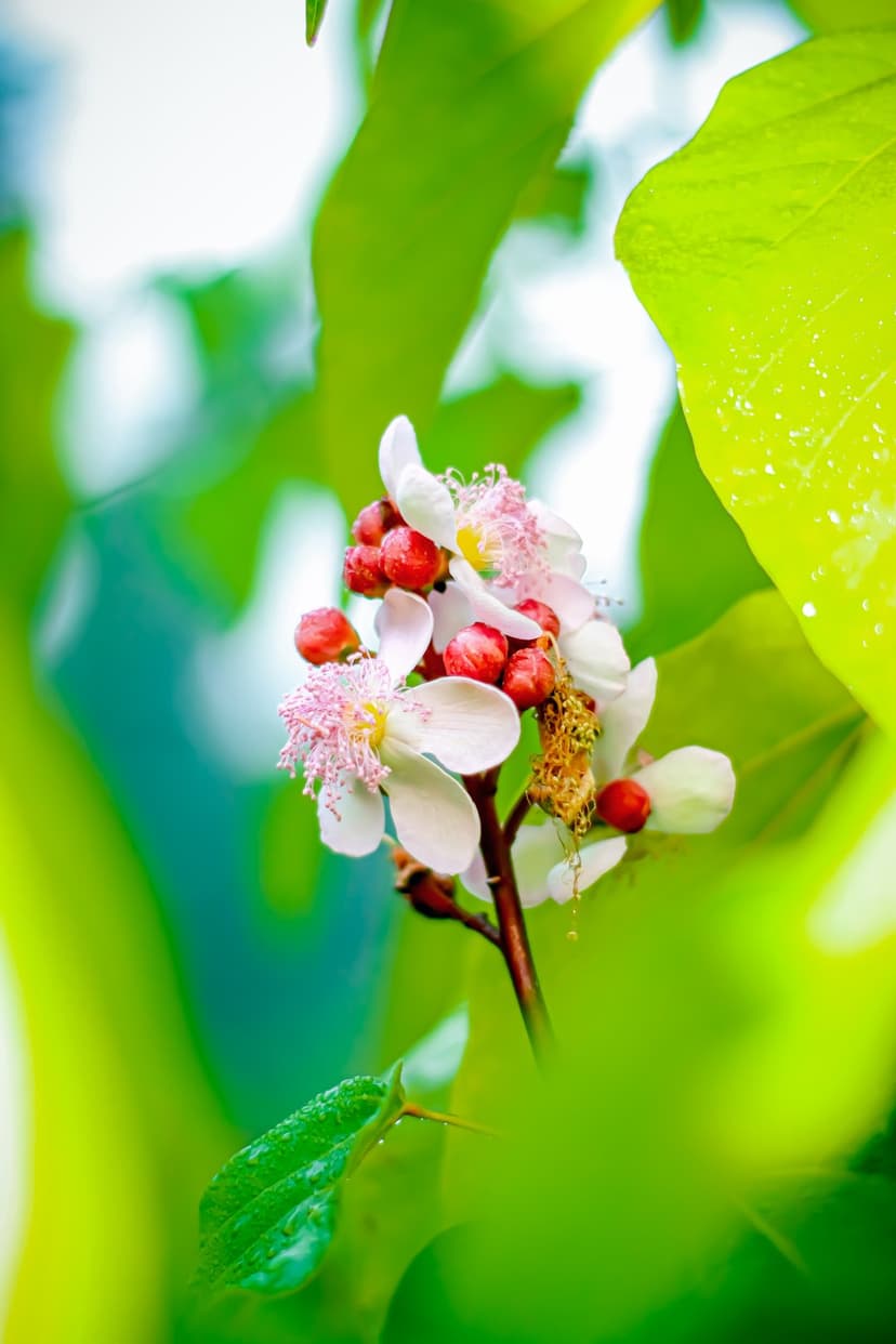 White annatto flower with pink stamens and red spiky berries against a soft focus green leaf background.