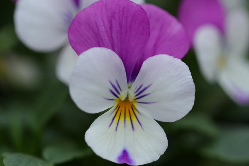 Purple and white pansy flower with violet veins and a yellow center against a soft green blurred background.