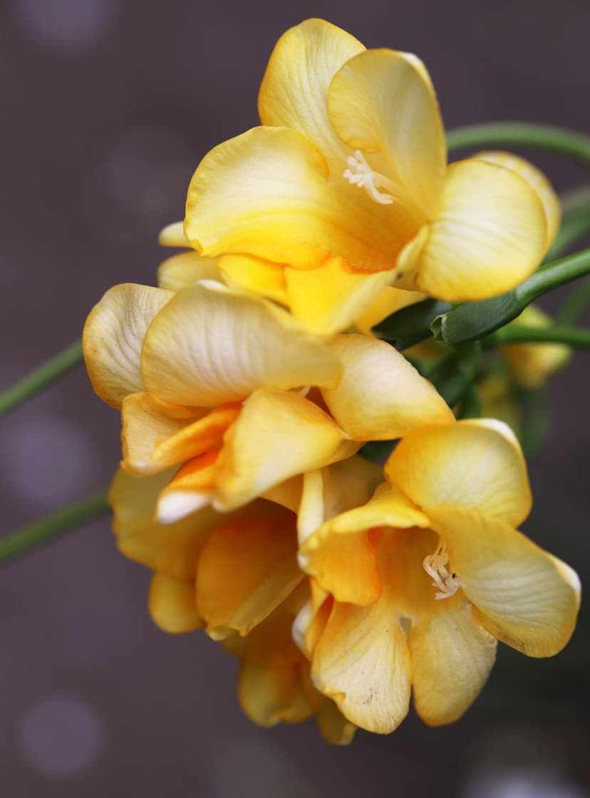 Yellow freesia blossoms with delicate petals and bright golden centers are captured in a high-detail macro close-up.