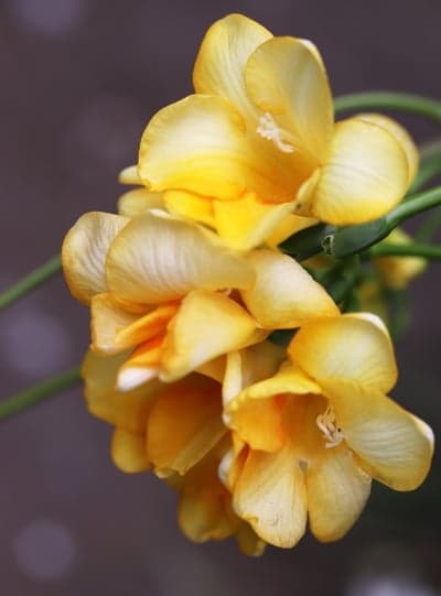 Close-up of vibrant yellow freesia flowers in bloom