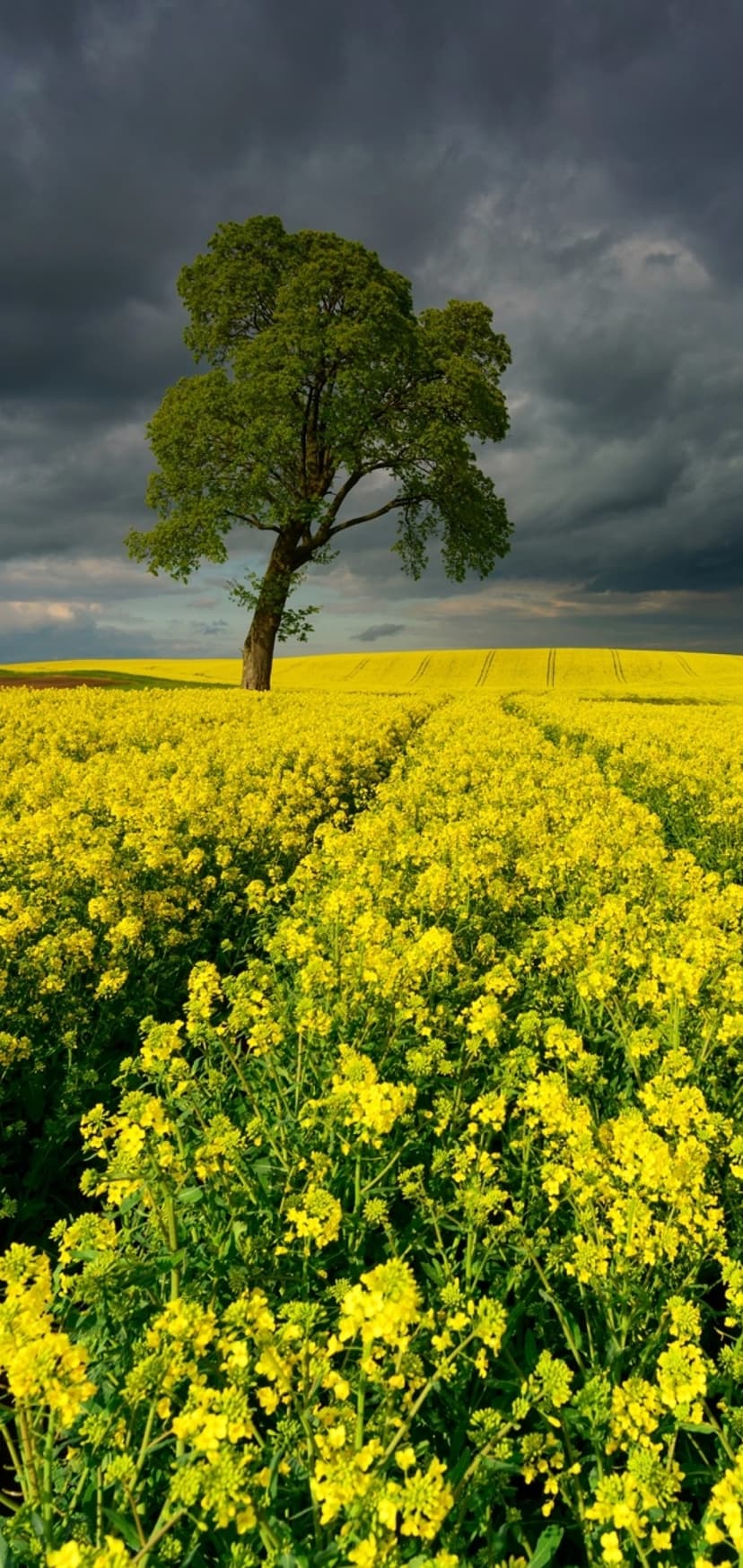 Solitary green tree in a vibrant yellow flower field under dark, brooding storm clouds and a blue sky horizon.