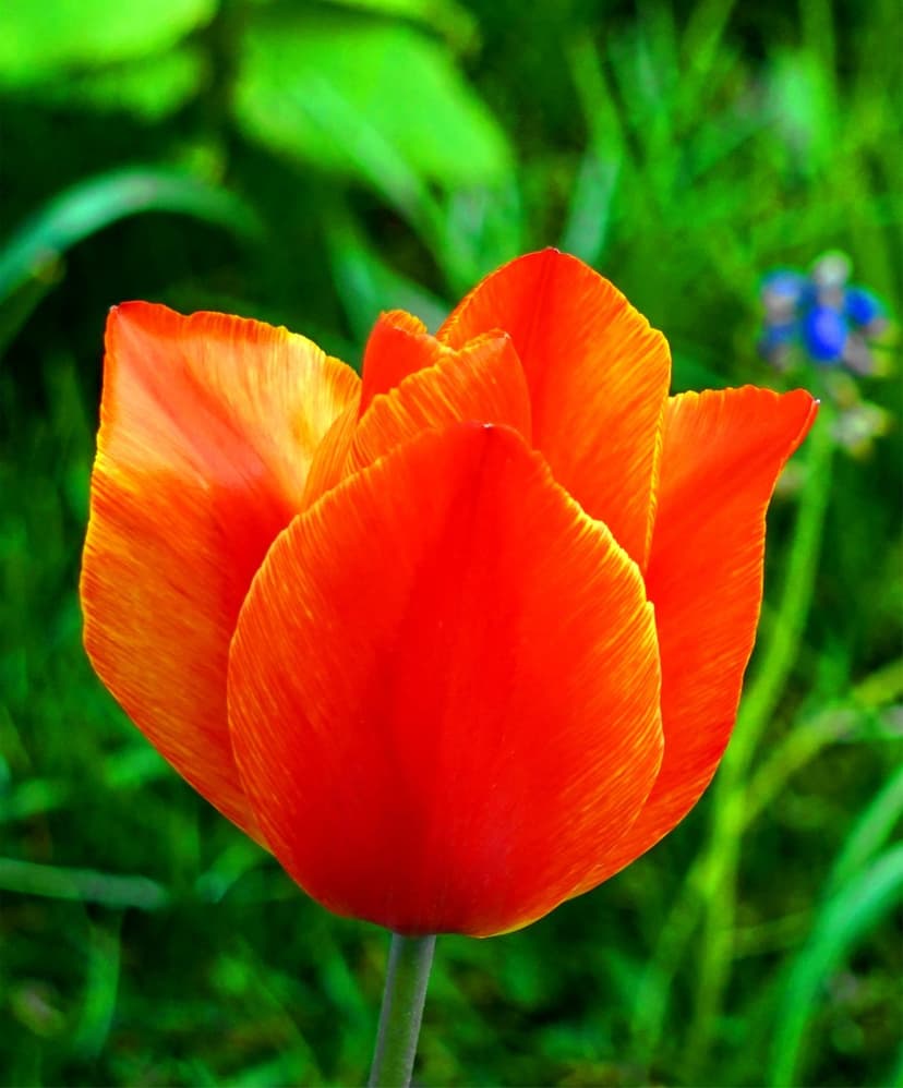 Orange tulip with yellow edges stands tall against a blurred green field with a small blue flower nearby.