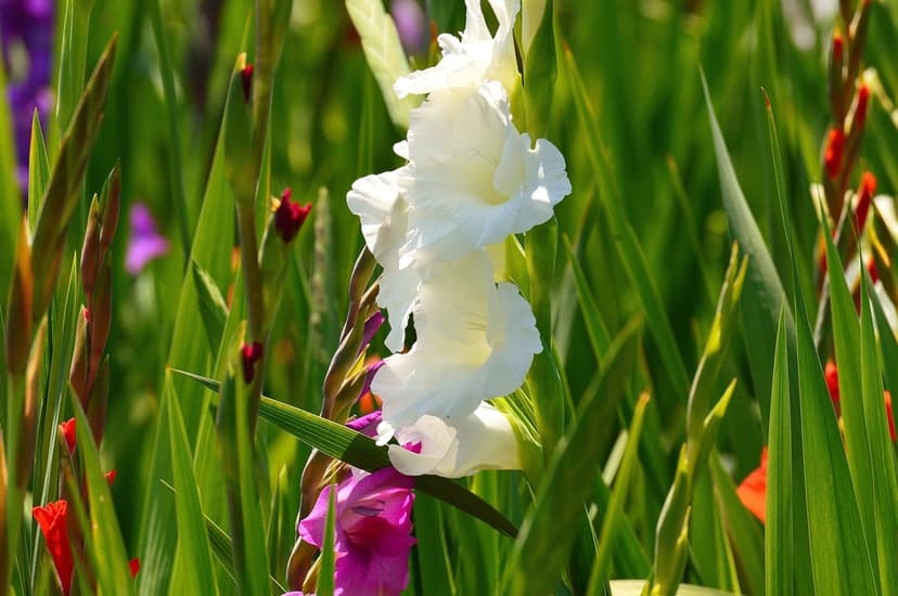 White gladiolus flower with delicate petals blooming amidst tall green stems and blurry pink garden blossoms.