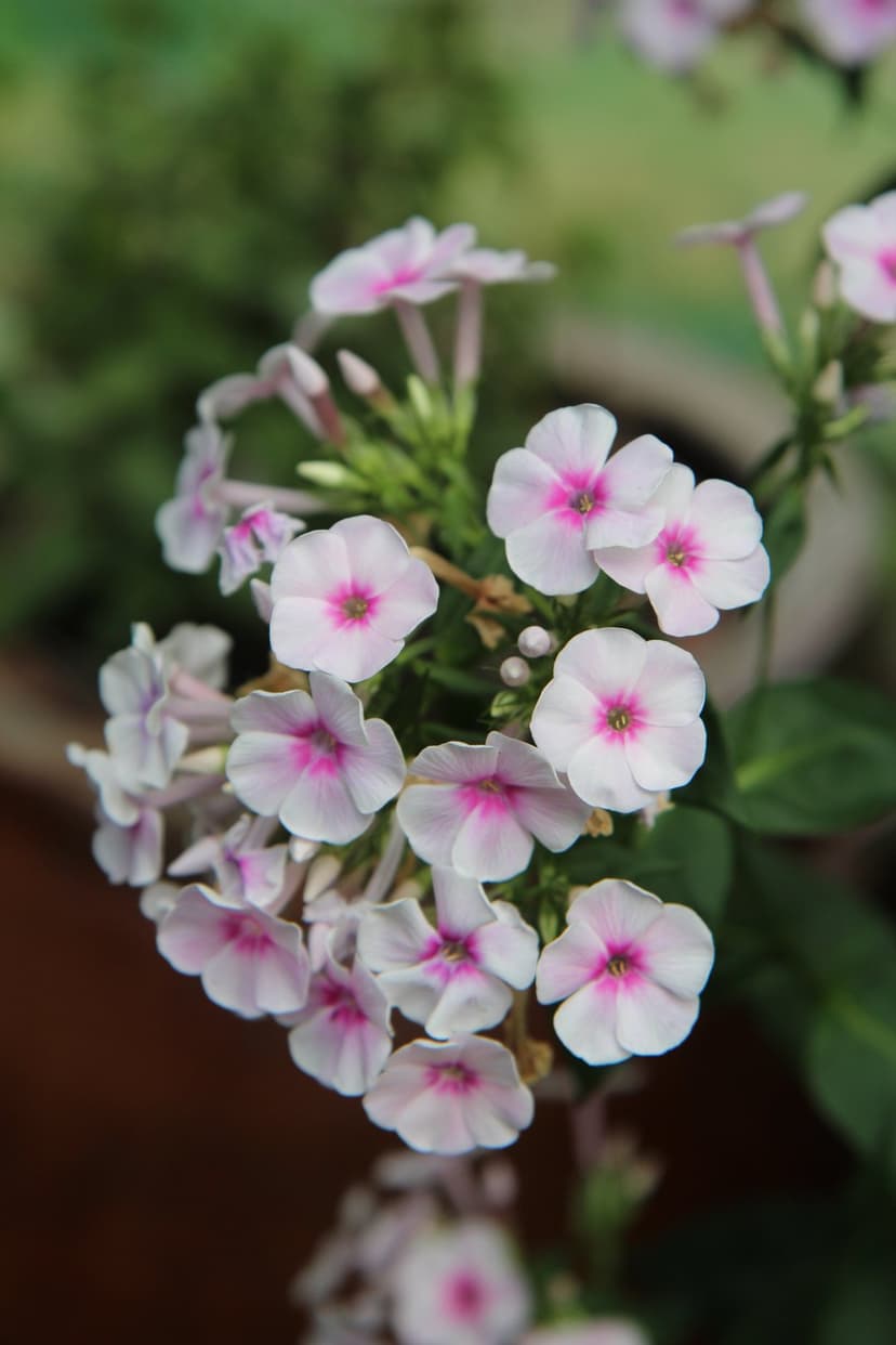 Phlox flowers with white petals and pink centers bloom in a soft-focus garden with a blurred green background.