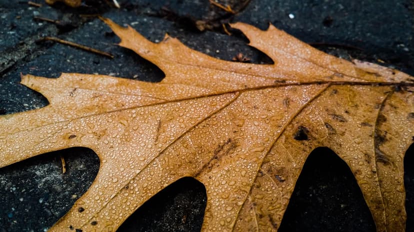 Brown oak leaf covered in small water droplets rests on a dark textured pavement in a high-detail macro view.