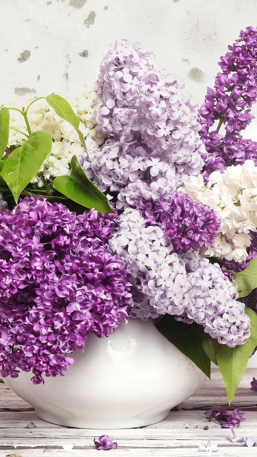 Purple and white lilac blossoms overflow from a white vase against a soft, out-of-focus background.