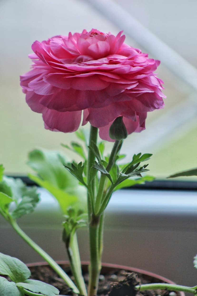 Pink ranunculus flower with dense layered petals stands near green leaves and a small bud by a blurred window.
