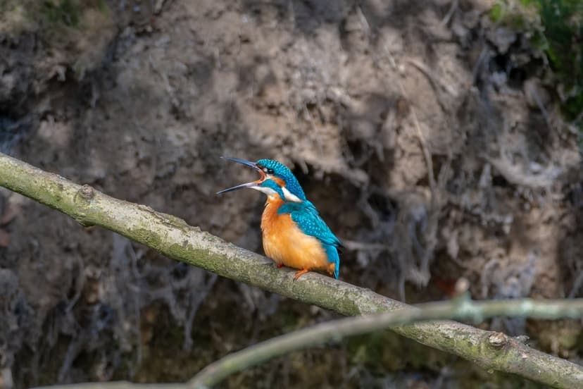Kingfisher with bright orange underparts and blue wings sits on a mossy twig with its long beak open in a call.