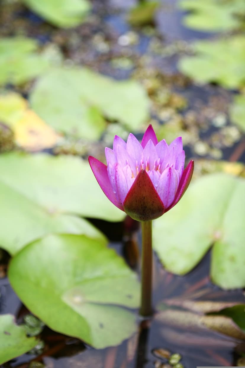 Purple water lily bud with glistening dew drops sits above dark pond water among green pads in a vertical view.