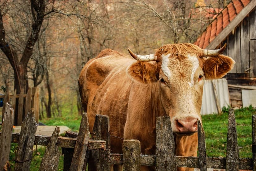Brown cow with short horns peeks over a weathered wooden fence with a barn and green grass in the background.