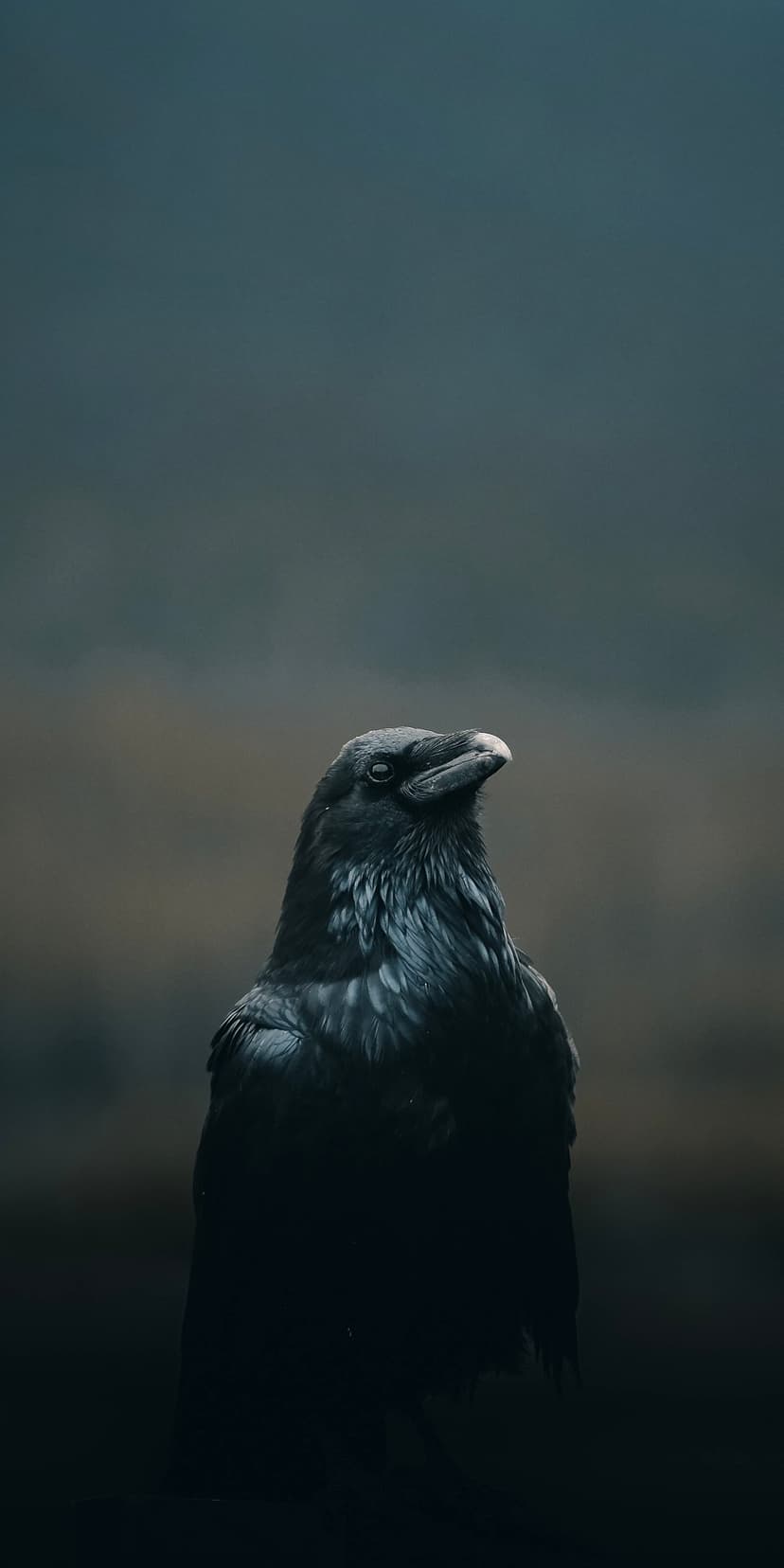 Black raven with glistening feathers and a sharp beak gazes upward against a blurred atmospheric background.
