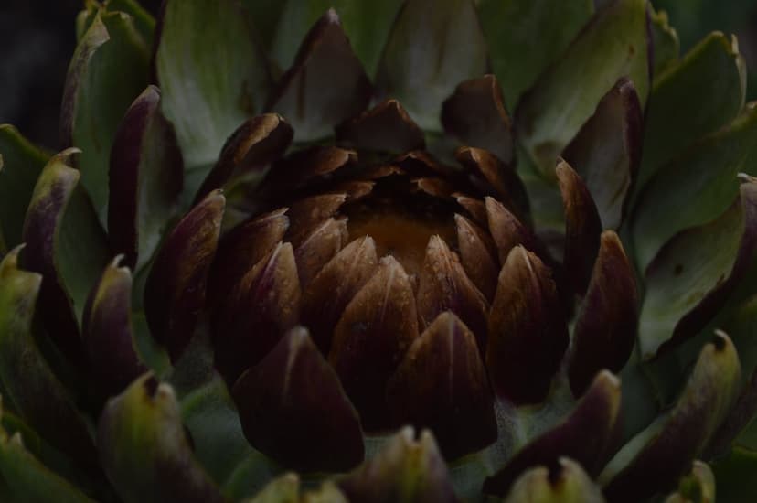 Dark artichoke bud with tightly packed purple and green leaves shown in a detailed vertical macro photograph.
