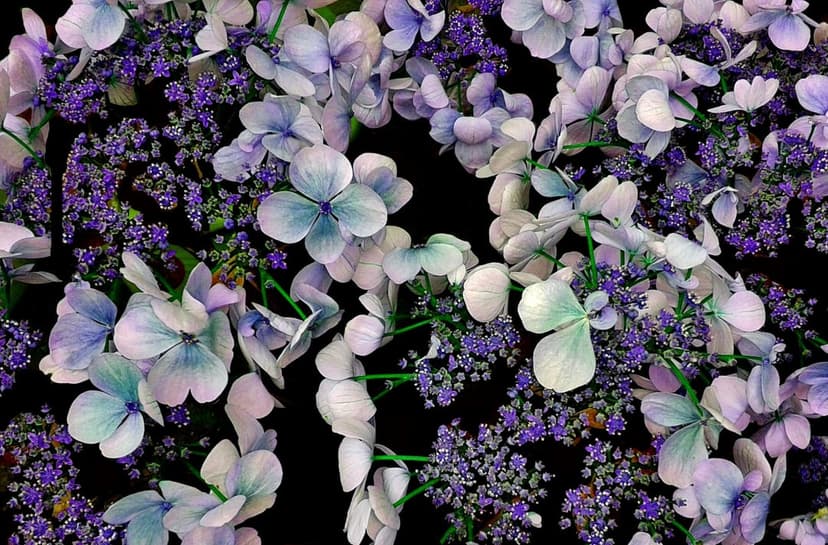 Blue hydrangeas and purple lavender sprigs stand out against a dark void in this vertical floral composition.