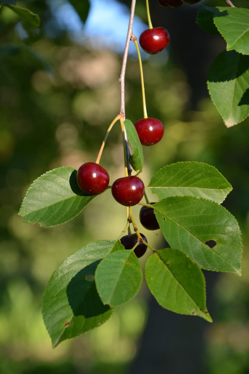 Crimson cherries hang from a leafy branch with soft sunlight and a blurred orchard background in the distance.
