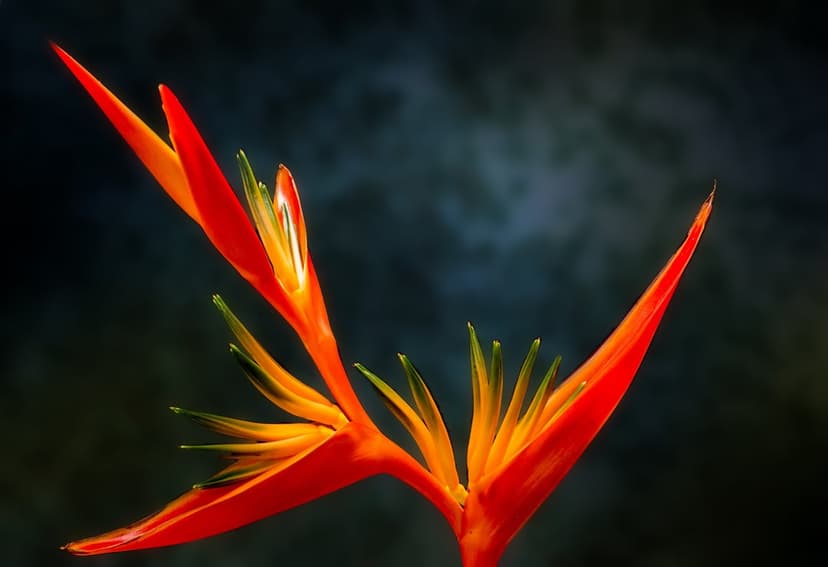 Orange Heliconia flower with yellow accents displays sharp textures against a dark, out-of-focus background.