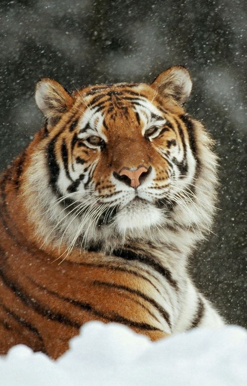 Tiger face with orange and black stripes covered in light snow while looking forward during a winter blizzard.