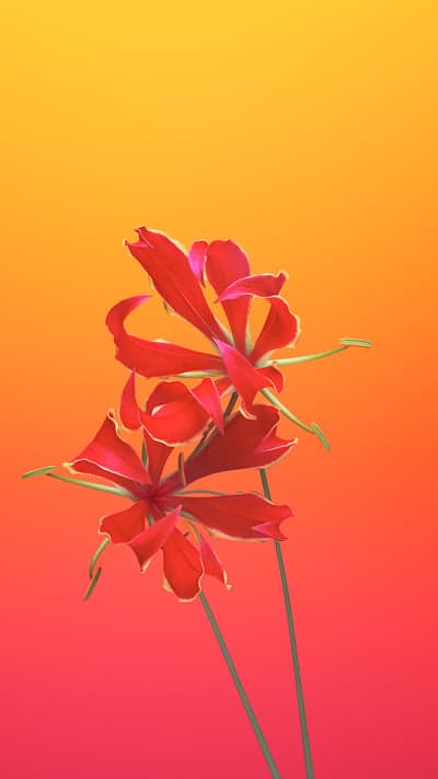 Flame Lily's Embrace - A Fiery Sunset Duo