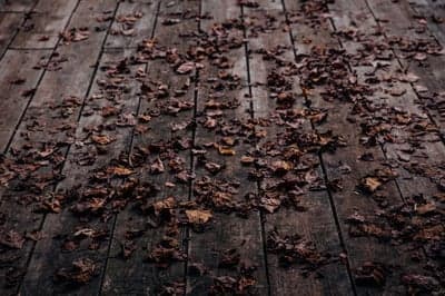 Rustic Autumn Foliage on Weathered Wood Phone Background