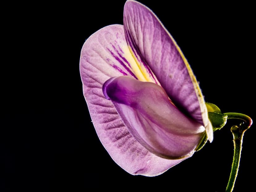 Purple pea flower with translucent petals and a yellow center isolated against a solid black background.