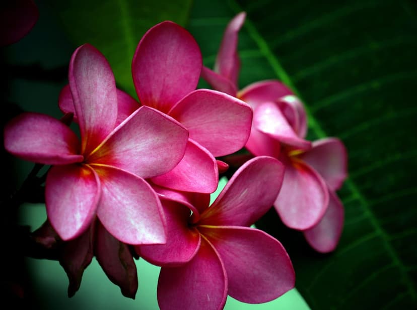 Pink Plumeria flowers with yellow centers and soft petals clustered against dark green tropical garden foliage.