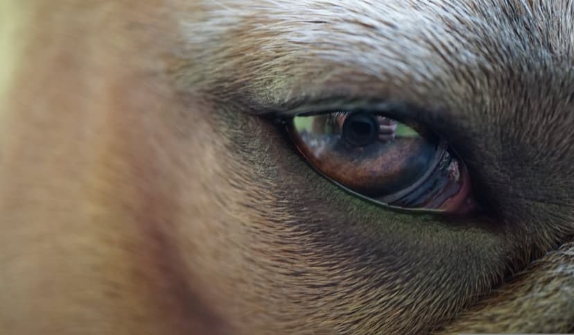 Brown canine eye with a detailed amber iris, black pupil, and soft fur reflections in a macro close-up view.