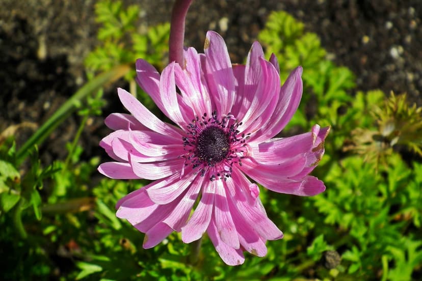 Pink anemone flower with a dark textured center and layered petals against soft green foliage and dark soil.