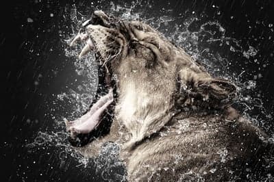 Lion Roaring with Water Splashing, Dramatic Black Background